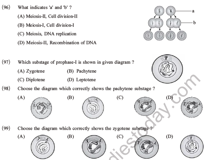 NEET Biology Cell Cycle MCQs Set B, Multiple Choice Questions